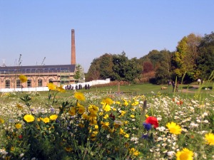 Through the flowers